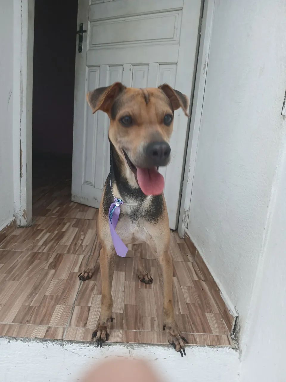 Cachorro macho para adoção 