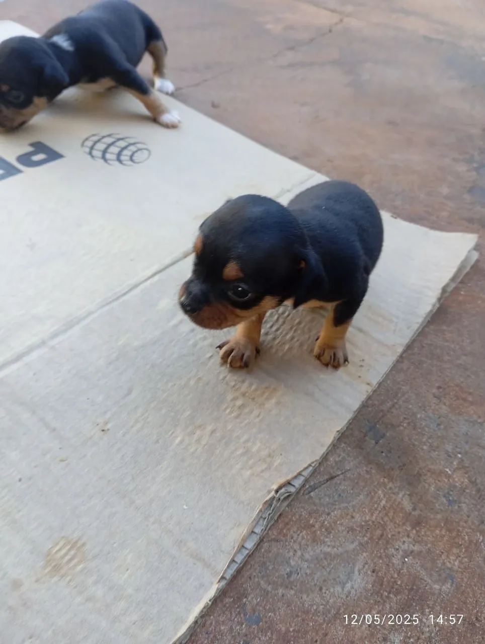 Filhotes de Cachorro