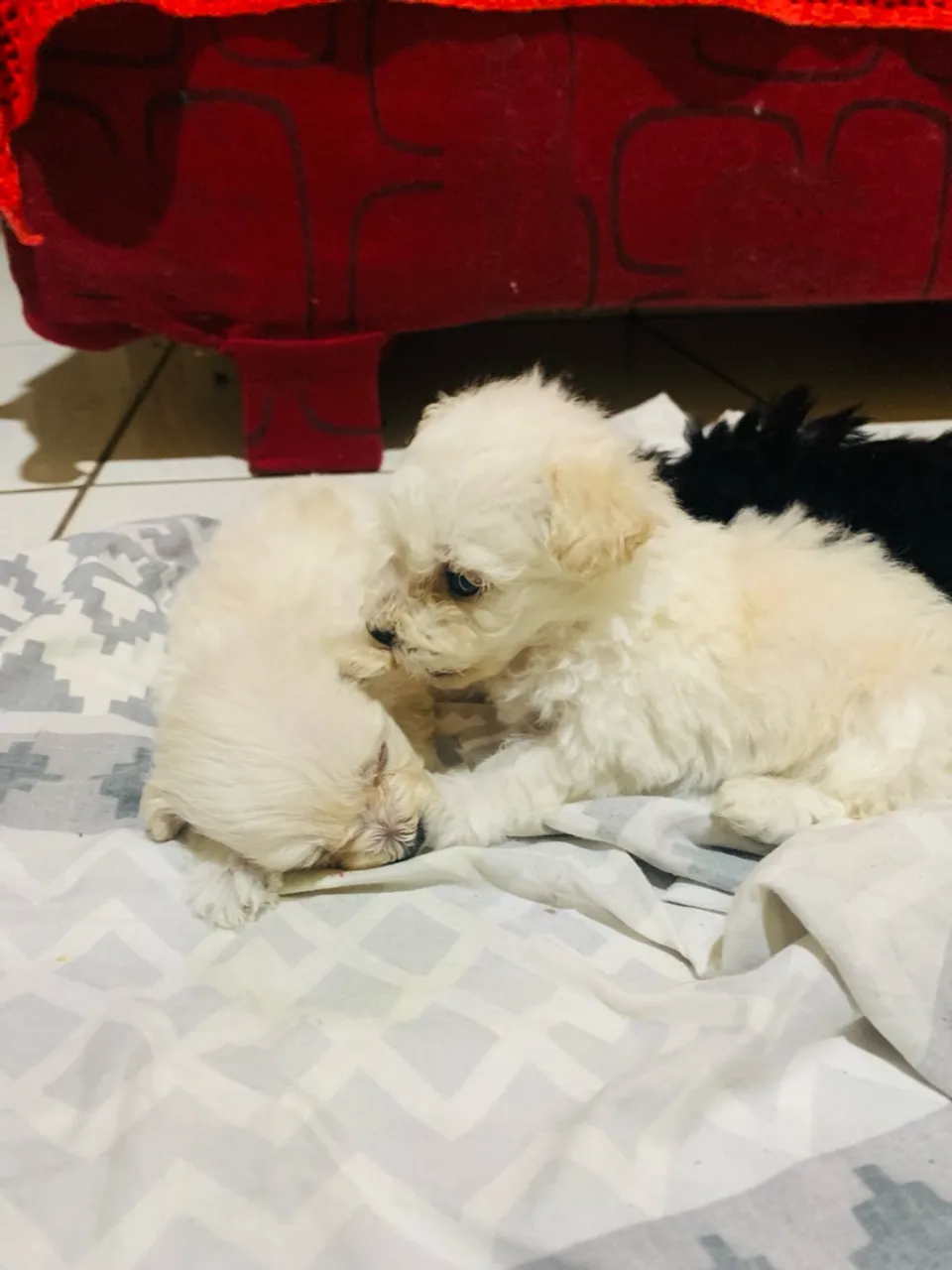 Filhotes de poodle 01 fofinhos disponíveis!