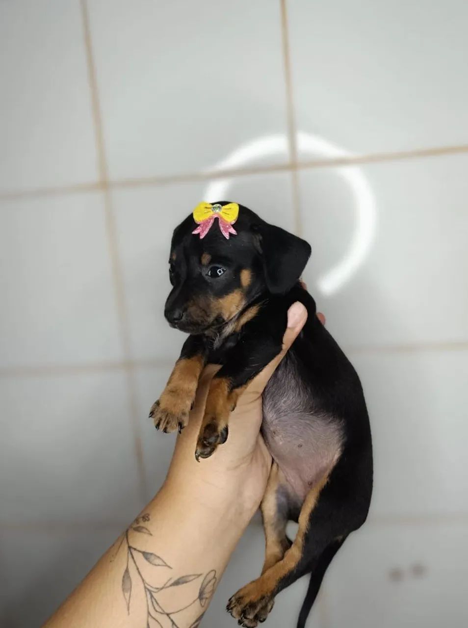 Cofap/ Basset fêmea 