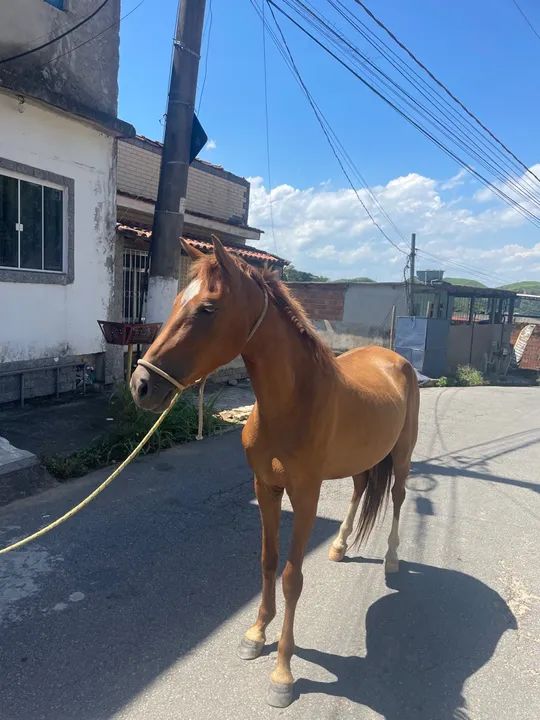 Égua marcha batida 4 anos e meio - Foto 4