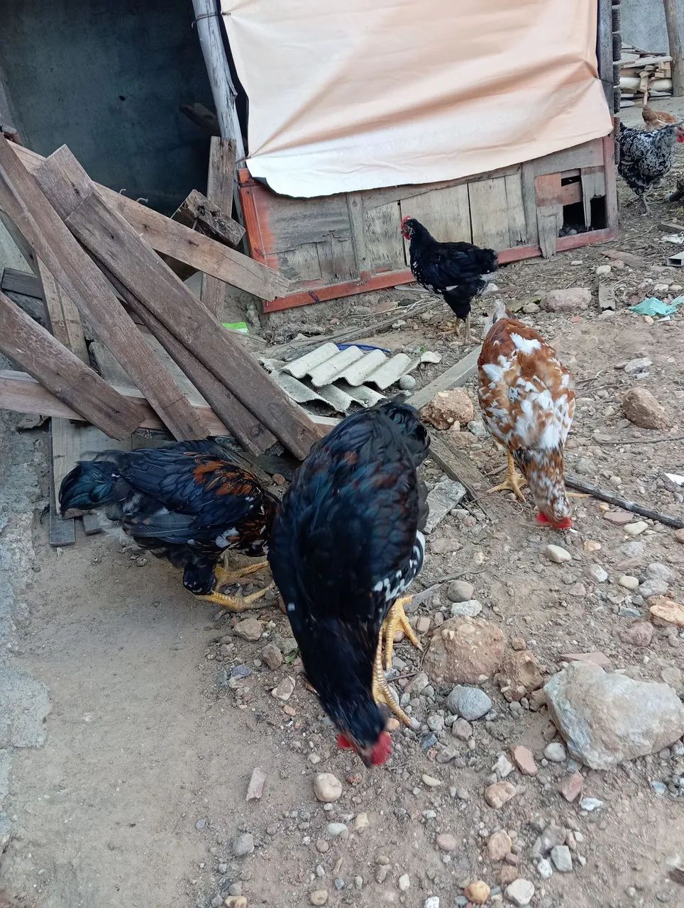 Pintos gsb pra vender - Foto 5