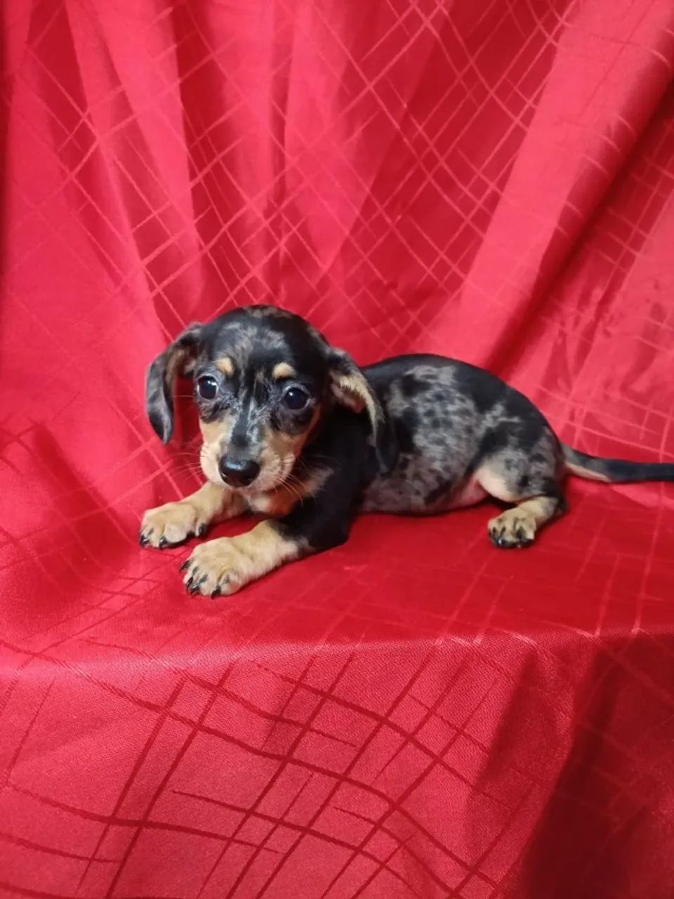 Dachshund: estilo único e olhar atento