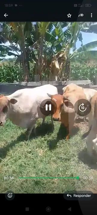 Vacas senepol primeira cria - Foto 3