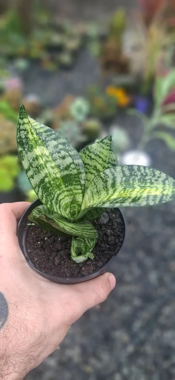 Mini Sansevieria Variegata/ Mini Espada de São Jorge - Perfeita para seu lar!