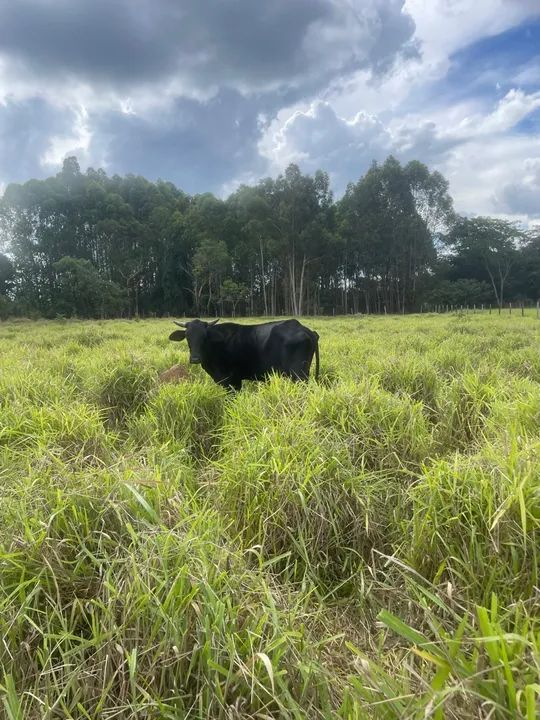 Vendo gado só vendo todos  - Foto 2