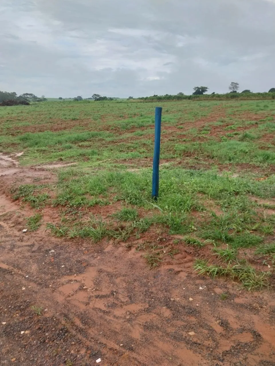 Sitio 9,2 alqueires em Cedral - SP ACEITA TROCA ATÉ 1 MI (Região de S.J.Rio Preto - SP)