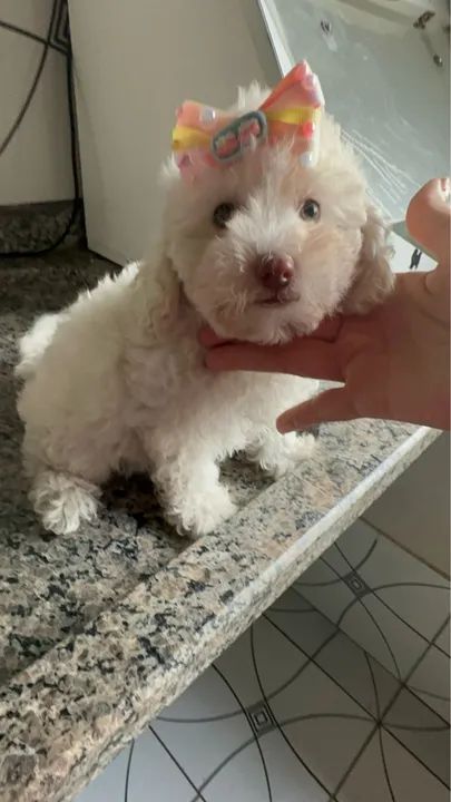 Poodle - Fêmea Micro Toy 