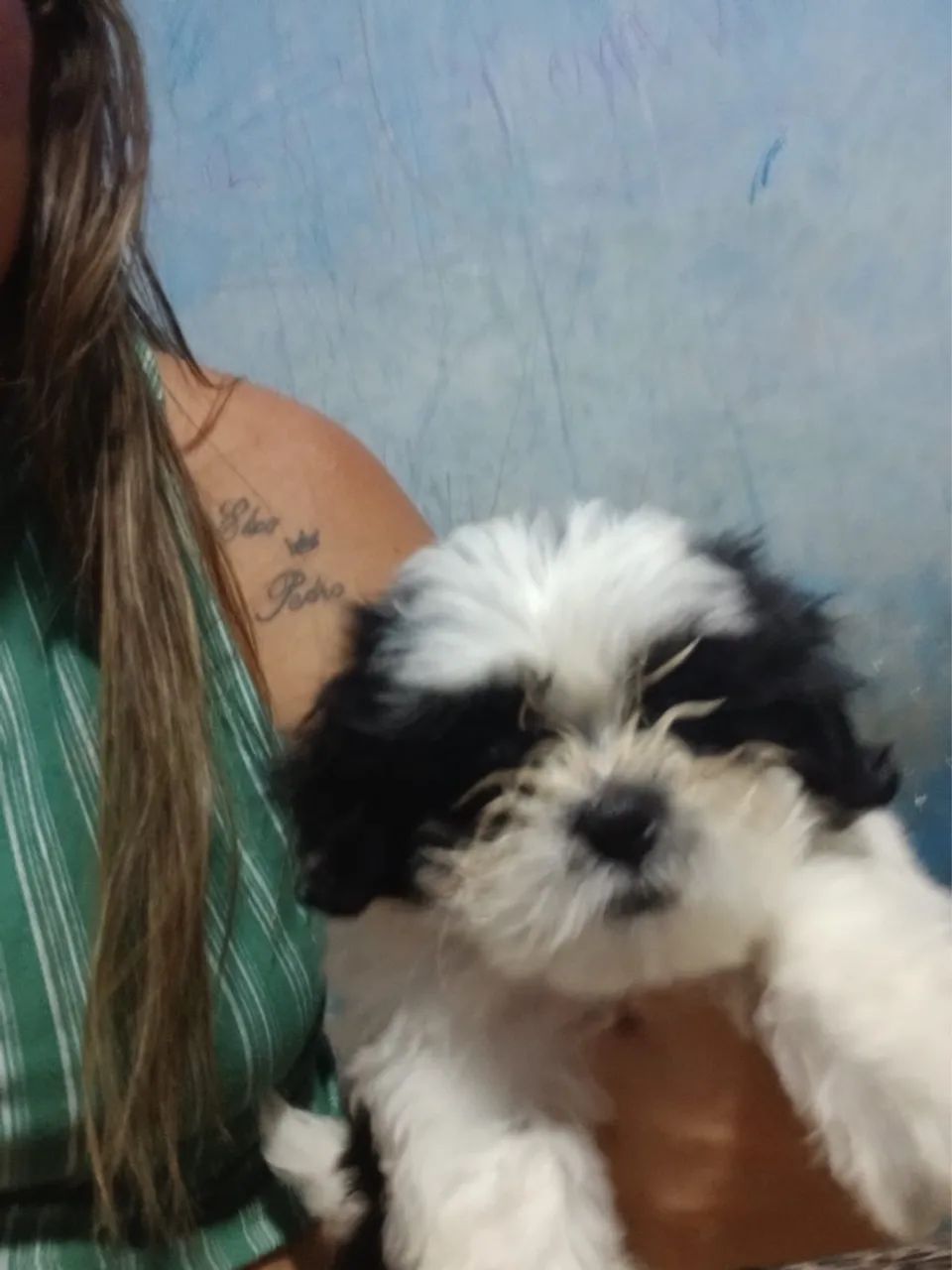 Shih Tzu fêmea  - Foto 3