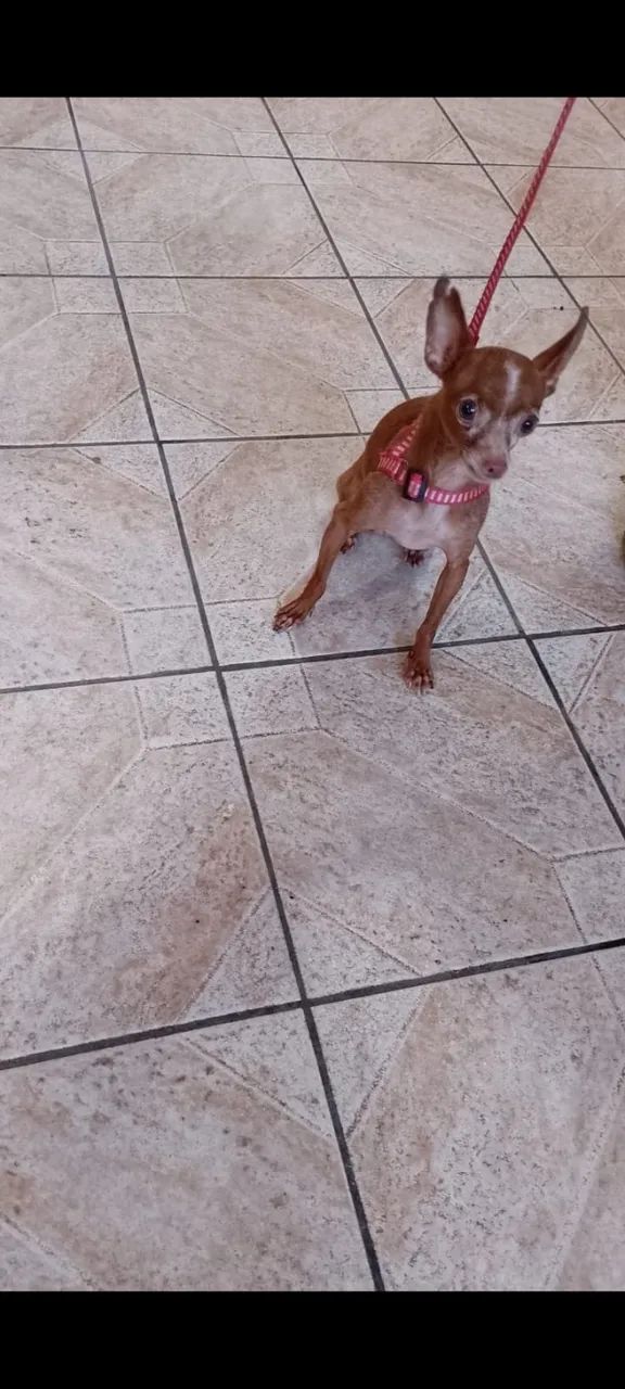 Pinscher Macho - Foto 2