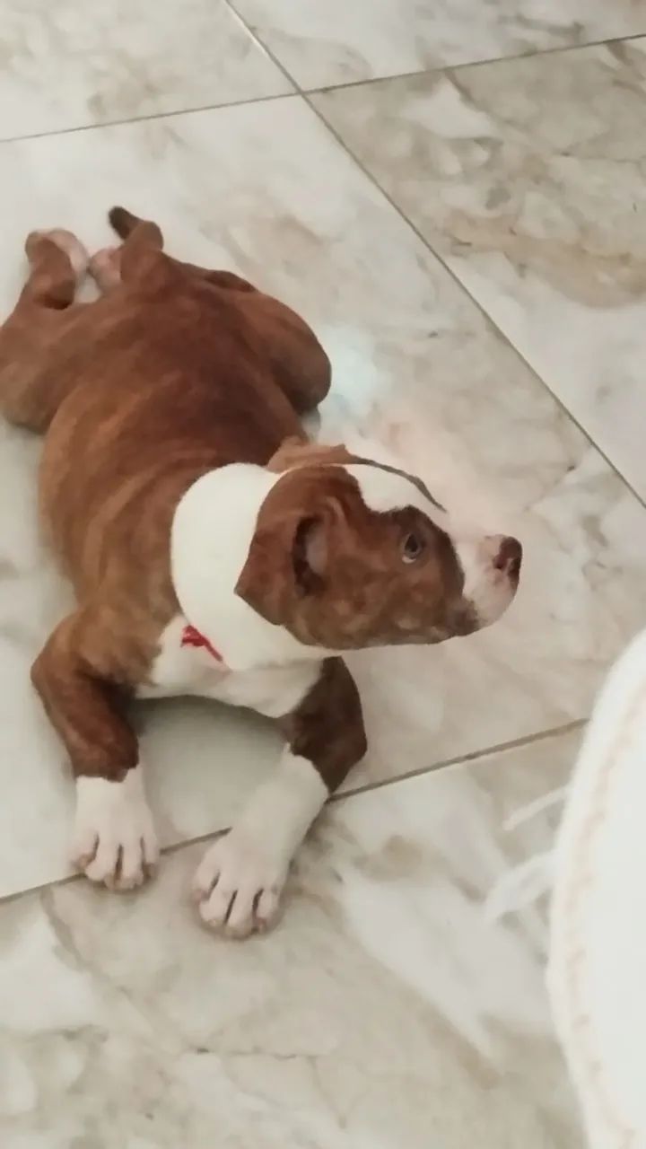 Filhote de pitbull fêmea - Foto 2