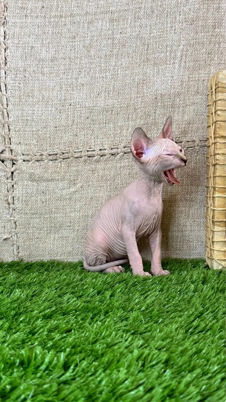 Filhote de gato raça Sphynx - genética de campeões  - Foto 3
