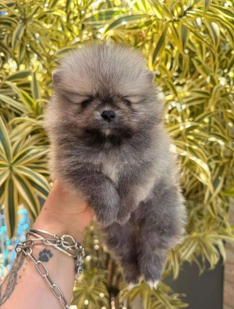 Spitz alemão ( restam apenas 2, um macho e uma fêmea  - Foto 6