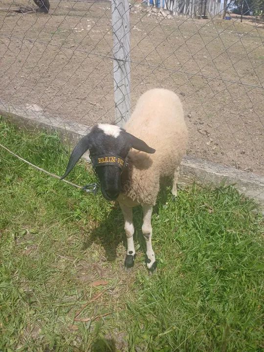 carneiros e ovelhas - Foto 5