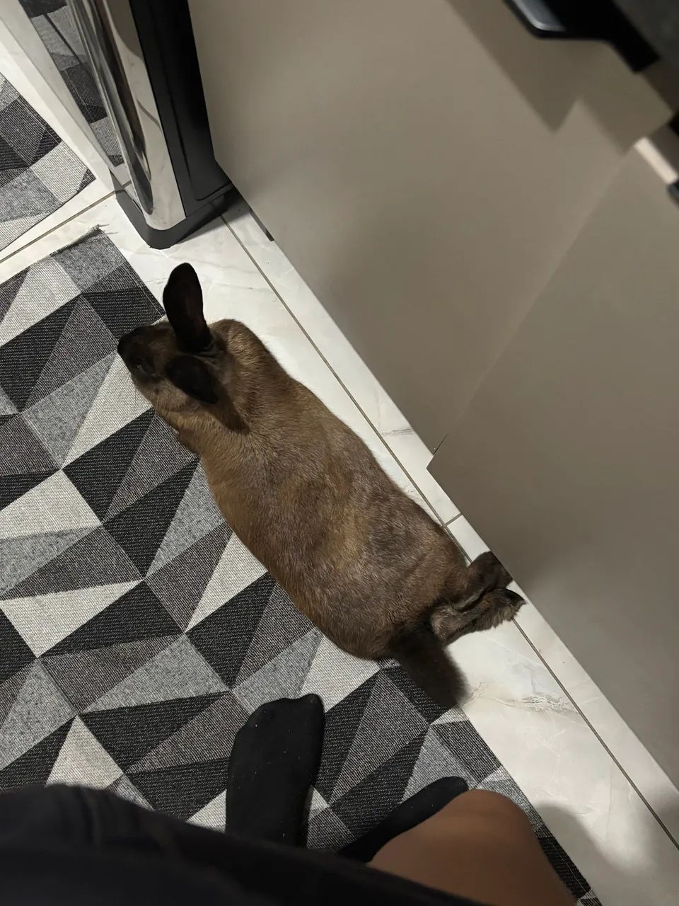 Coelho macho raça grande