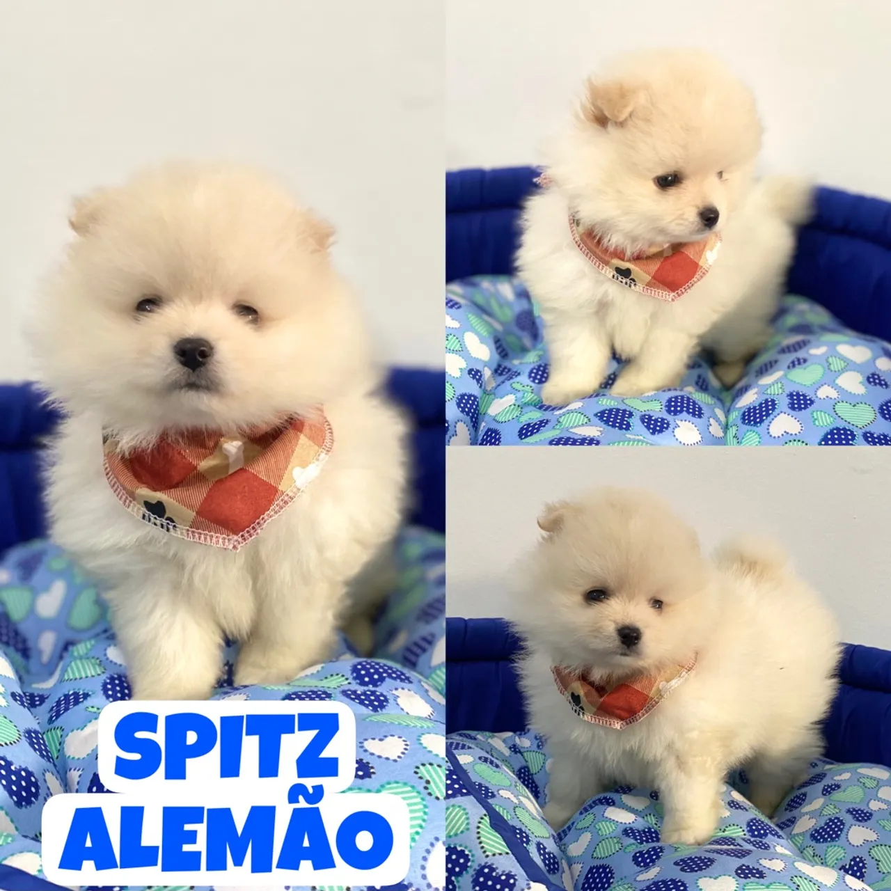 Filhotes Spitz Alemão Anão Machinhos - Lindos e Fofinhos!