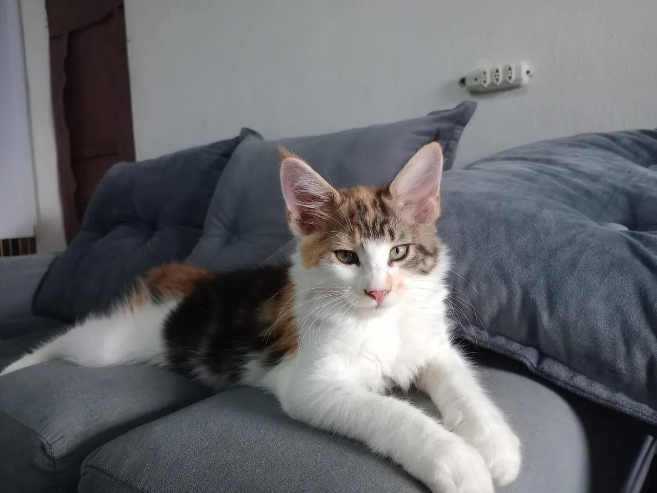 Gatinhos mainnecoon  - Foto 2