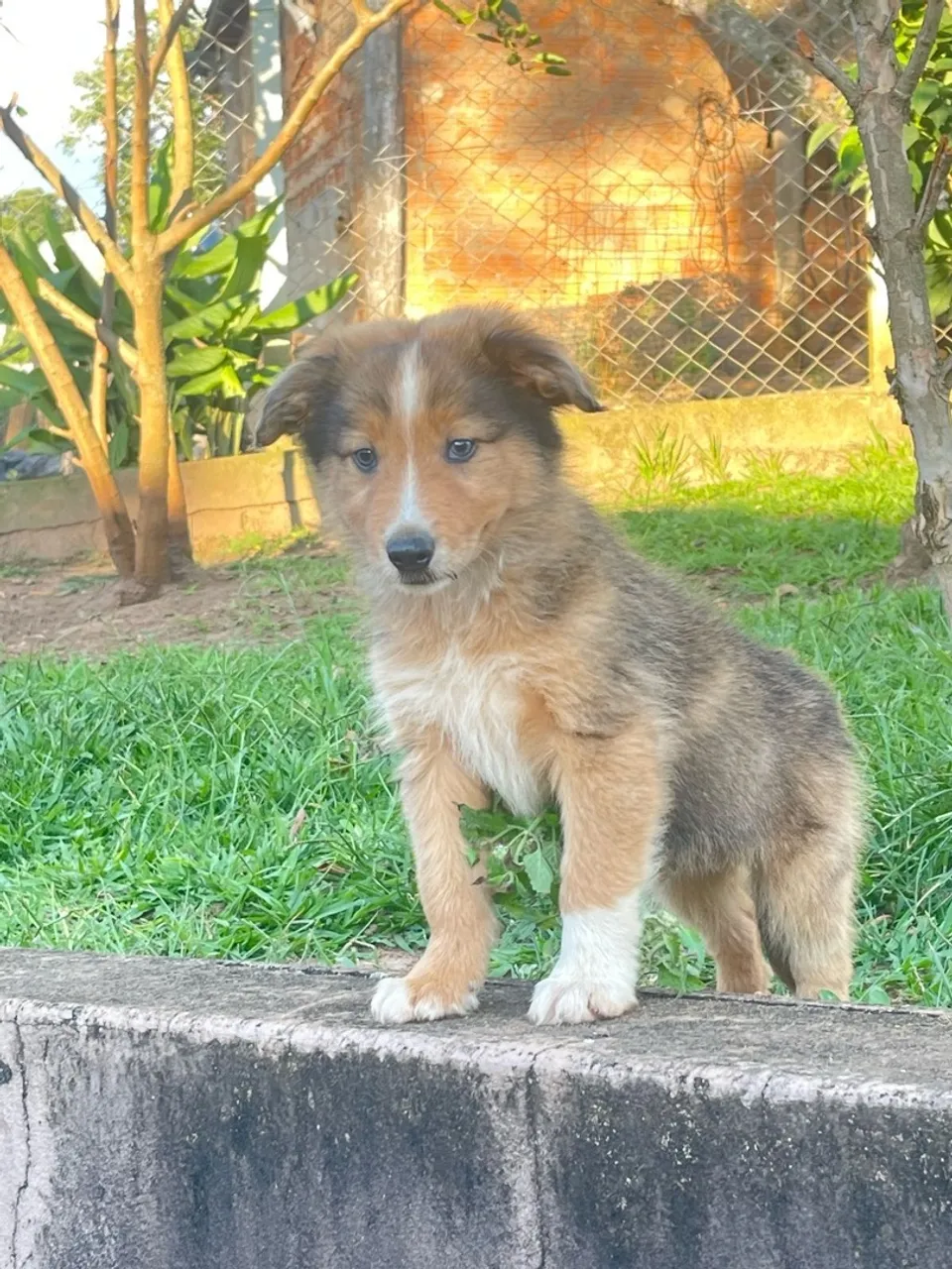 Filhotes de Border collie com pedigree