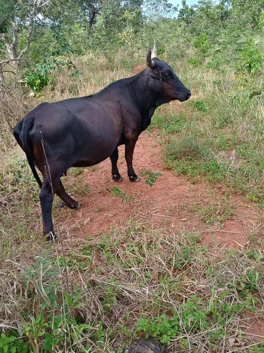 Mini vaca - Animal de Excelente Qualidade - Foto 3