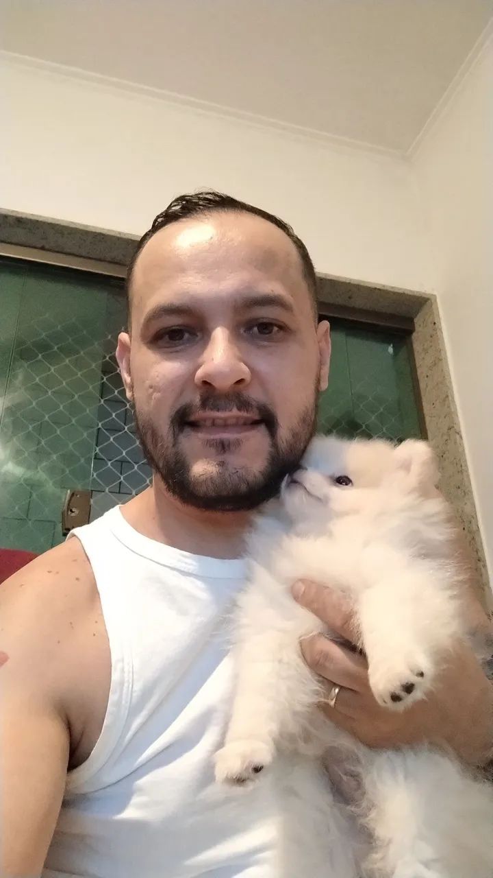 Filhote de Spitz Alemão - Foto 3