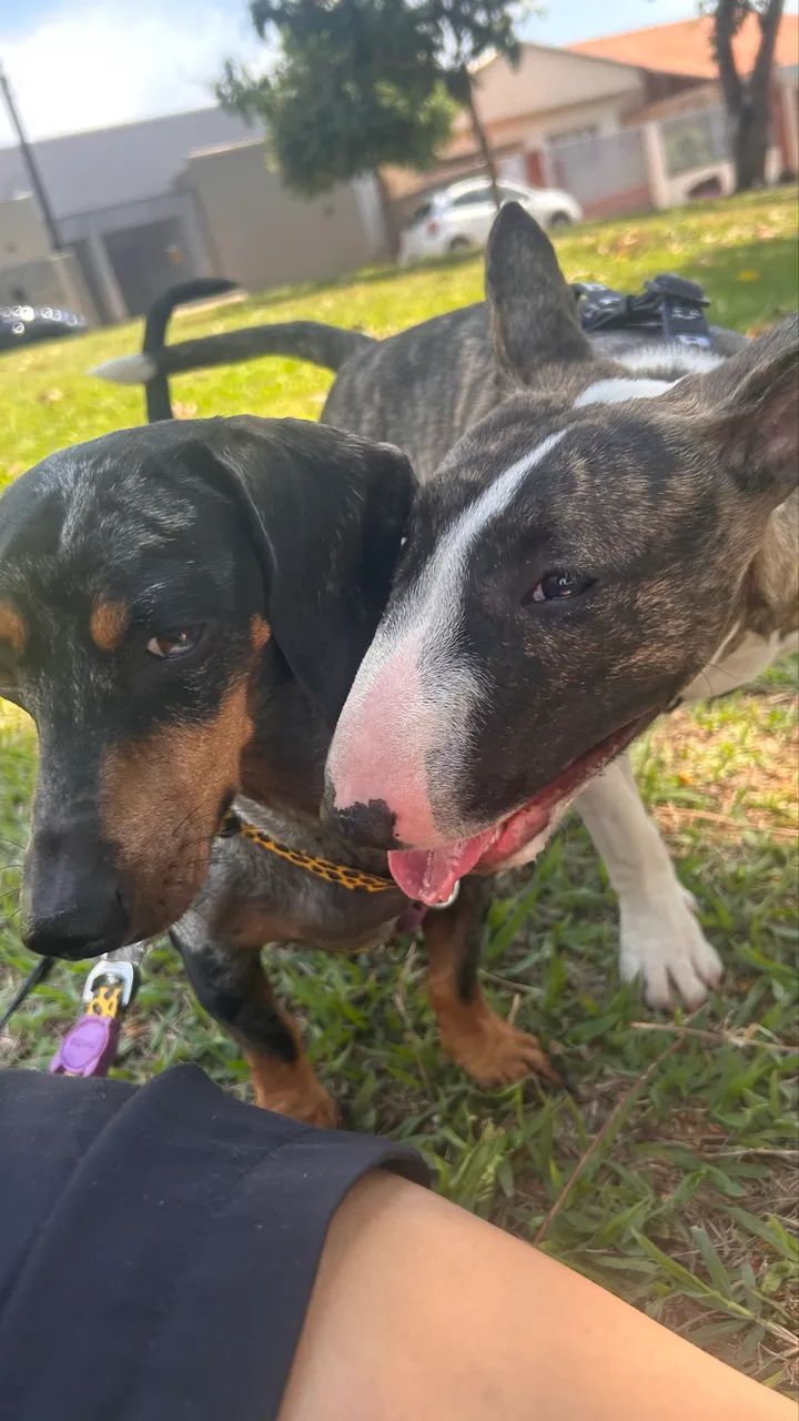 Pet sitter/Babá pet - Foto 5