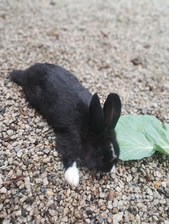 Mini Coelho  - Foto 2