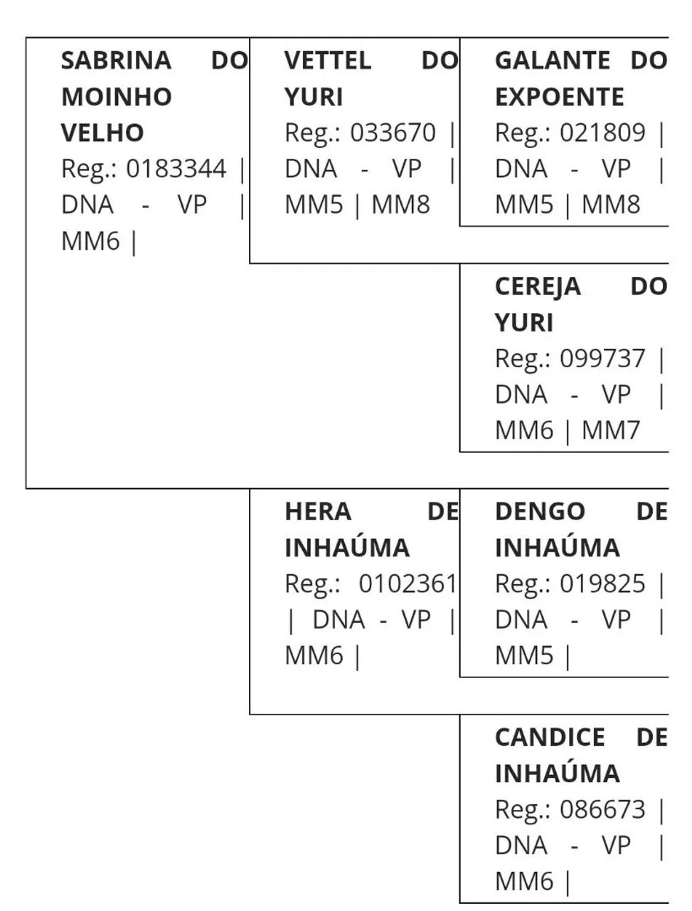 Cavalo  registrado  - Foto 4