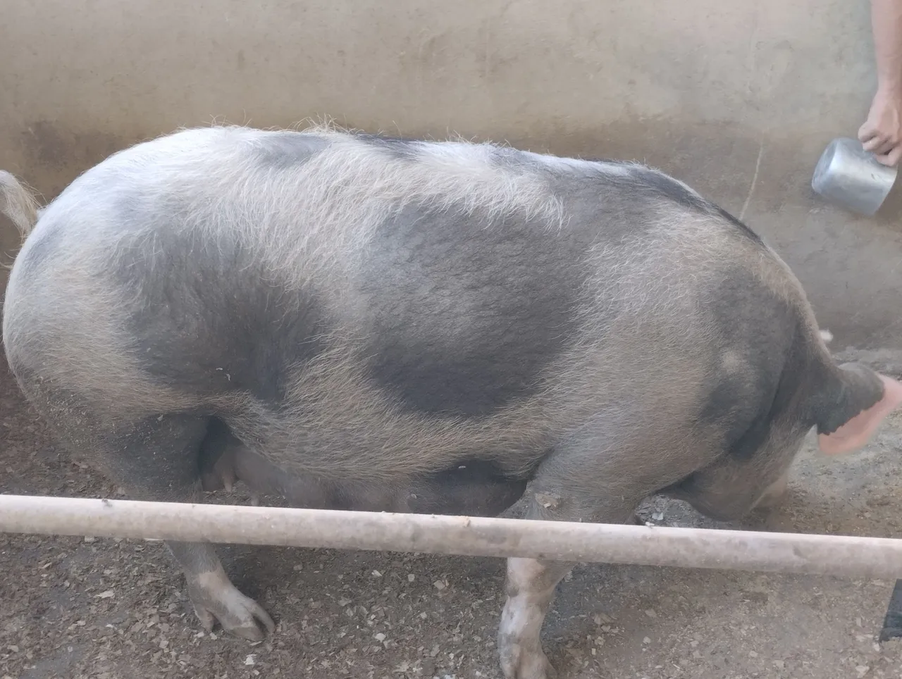 Porco para criação - Ótima genética Pietran!