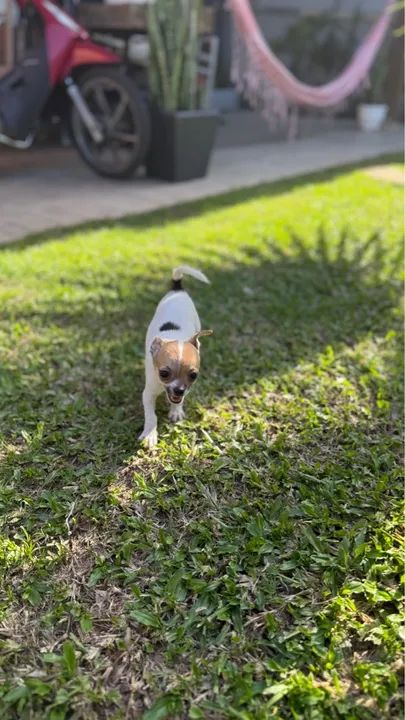 Dois filhotes de Chihuahua