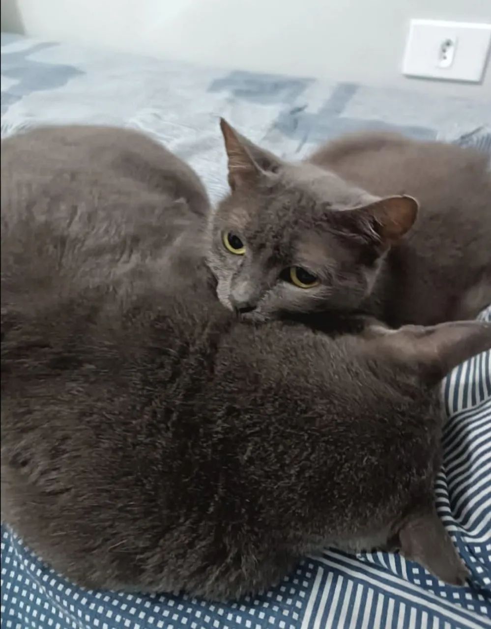 Últimos machinhos de russian blue  - Foto 4