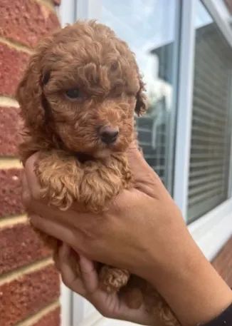 Poodle, sempre procuramos o melhor para você.