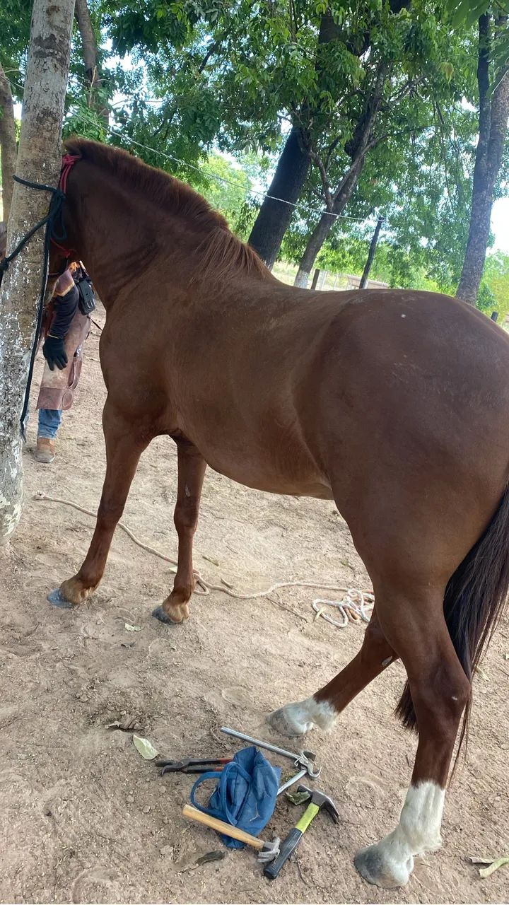 Cavalo  - Foto 3