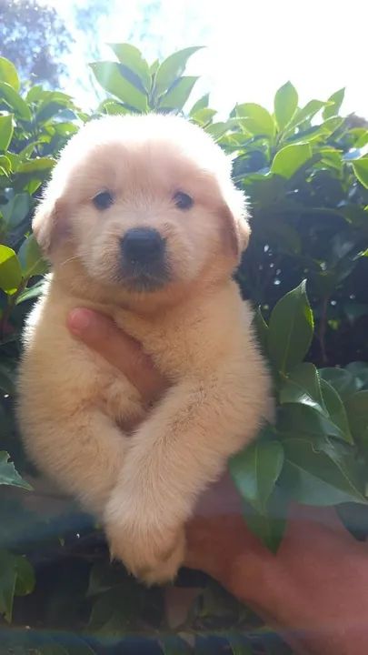 Golden Retriever Filhotes de mais alto padrão da raça - Foto 3