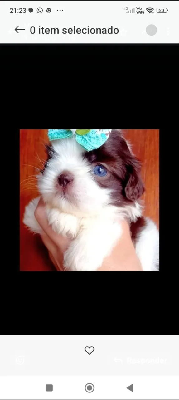 Shih tzus puros mini e tbm normal