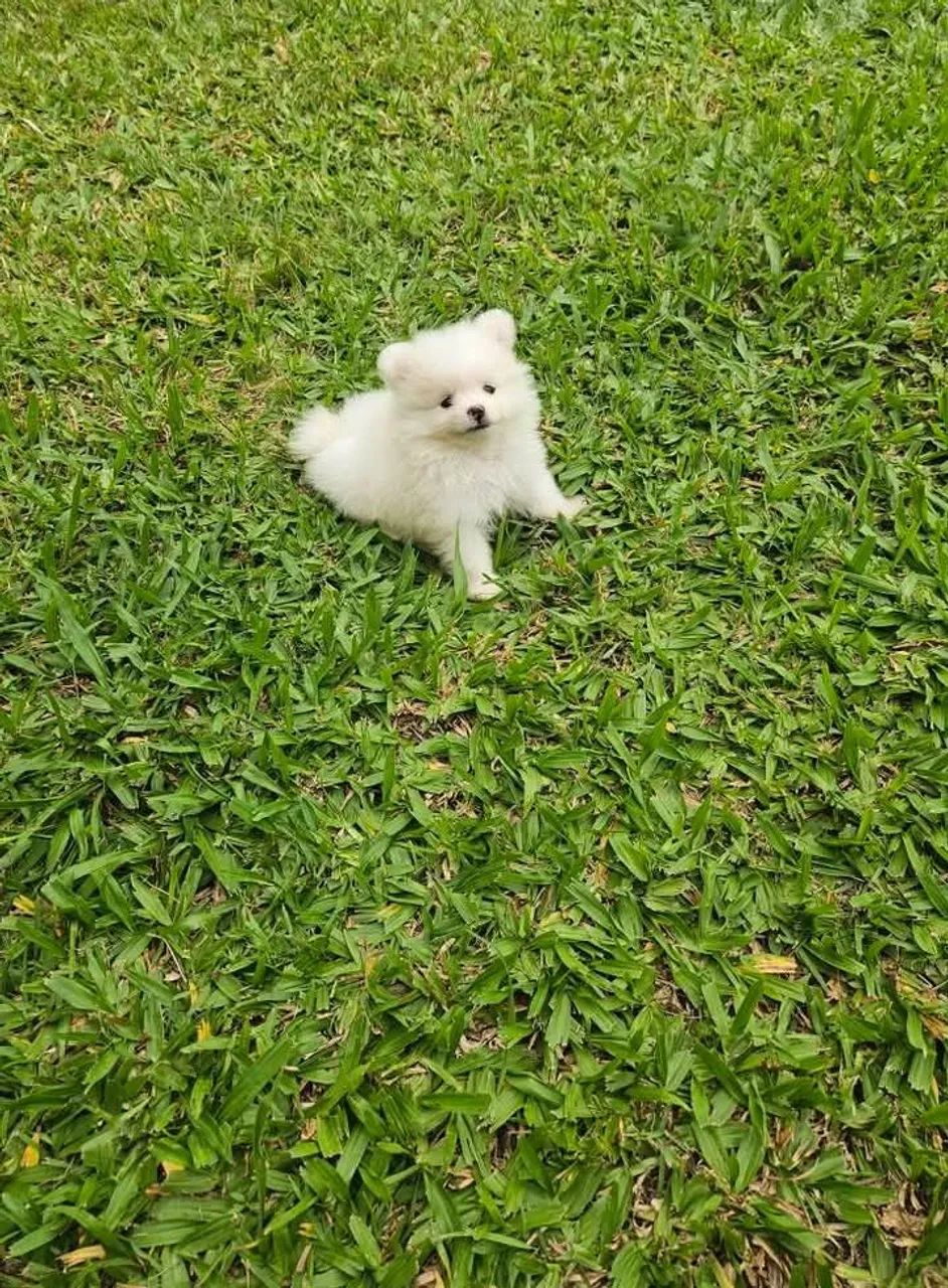 Filhote de Spitz Alemão anão, ursinho!!Leia todo anúncio! - Foto 2