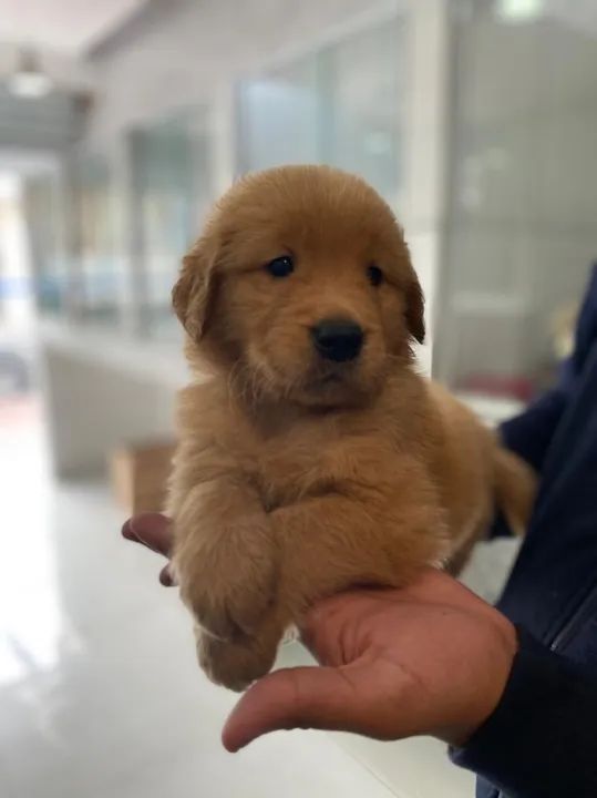 Golden Retriever Filhotes de mais alto padrão da raça