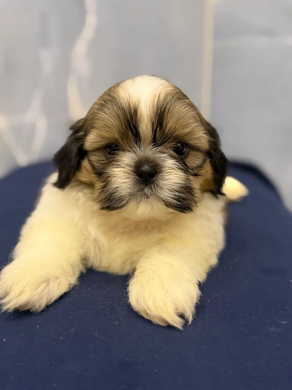 Shihtzu macho a pronta entrega  - Foto 4