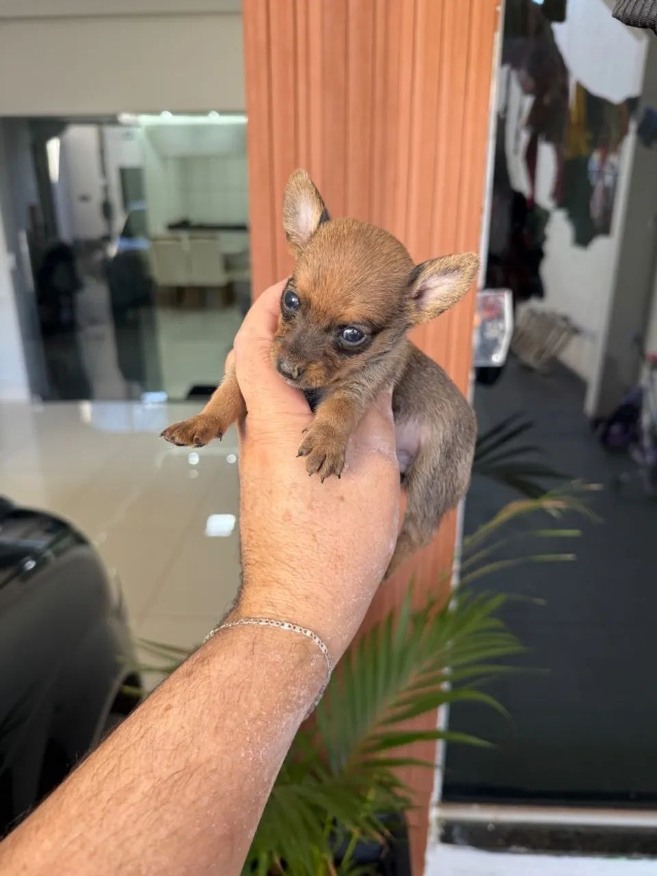 Pinscher macho 