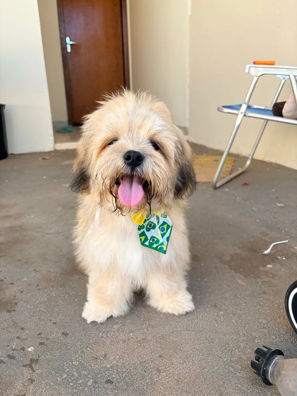 Lhasa apso - Foto 2