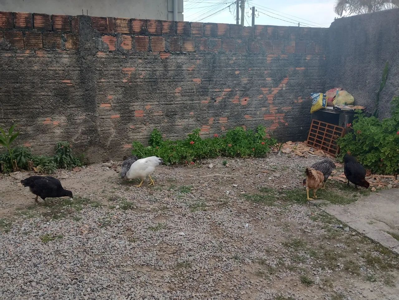 Galinhas caipira  - Foto 2