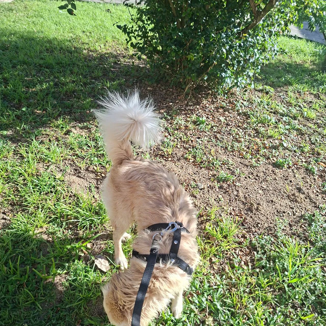 Cachorro de porte médio  - Foto 3