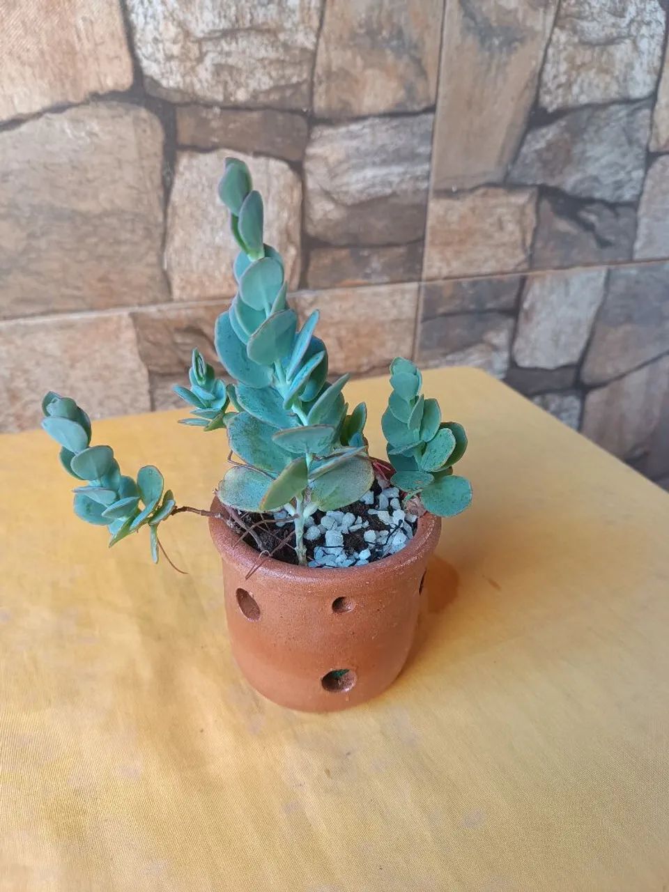 Suculenta 
