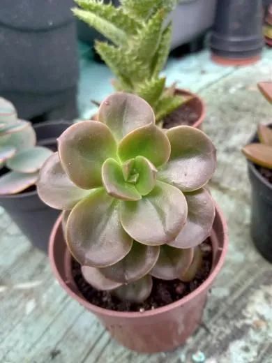 Suculentas e cactos - Foto 3