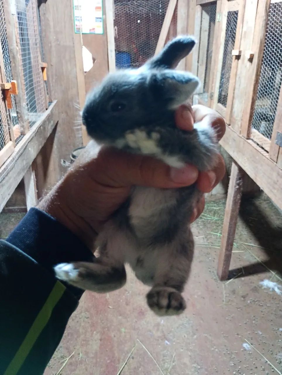Mini Coelho - Foto 2