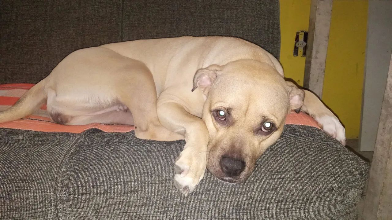 Doação de pet - Foto 3