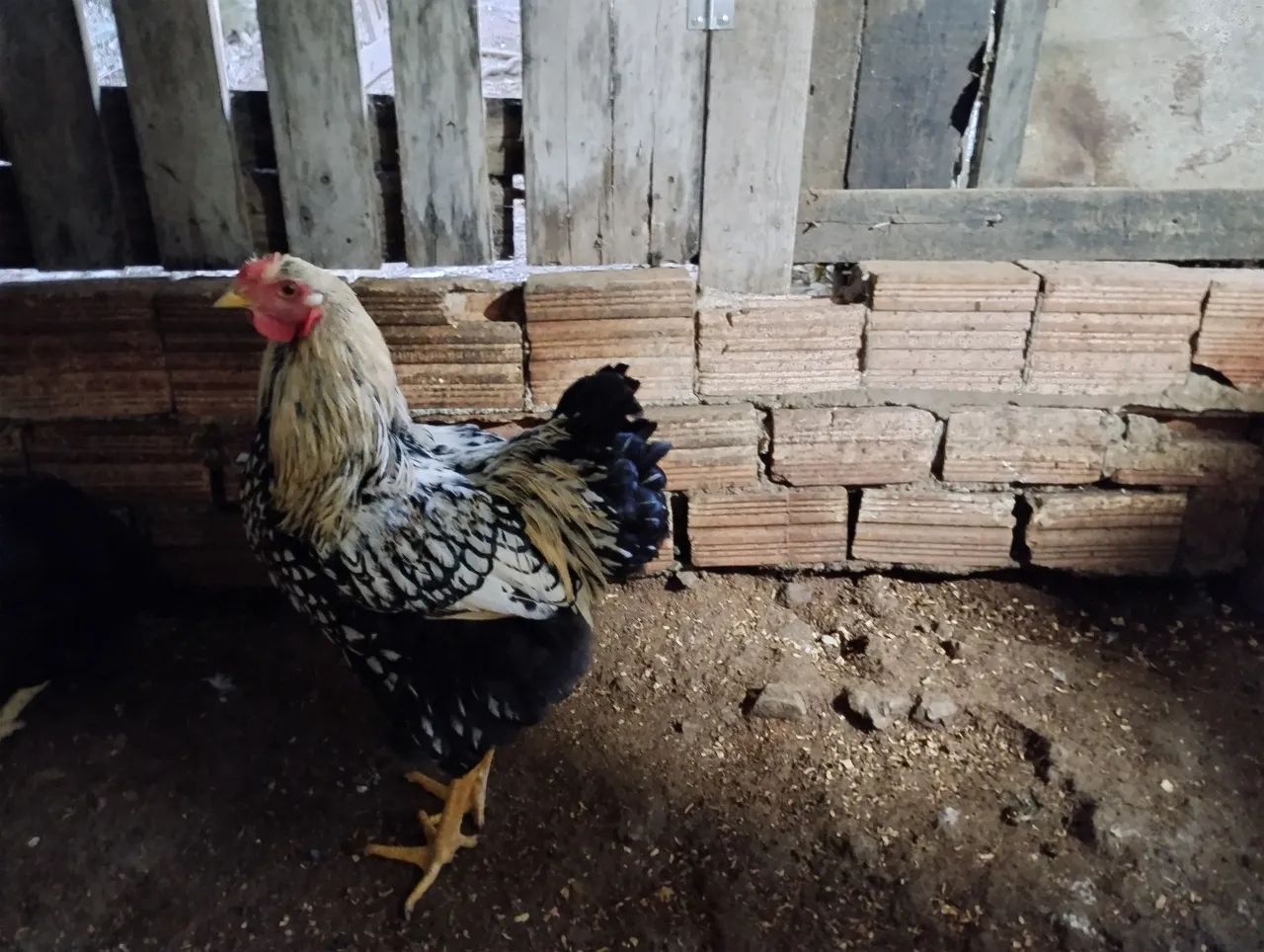 Galo - Foto 2