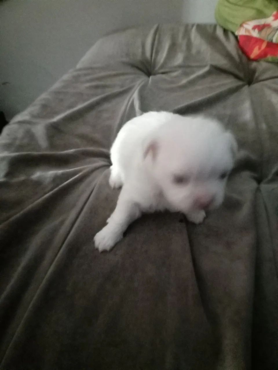 Cachorro 