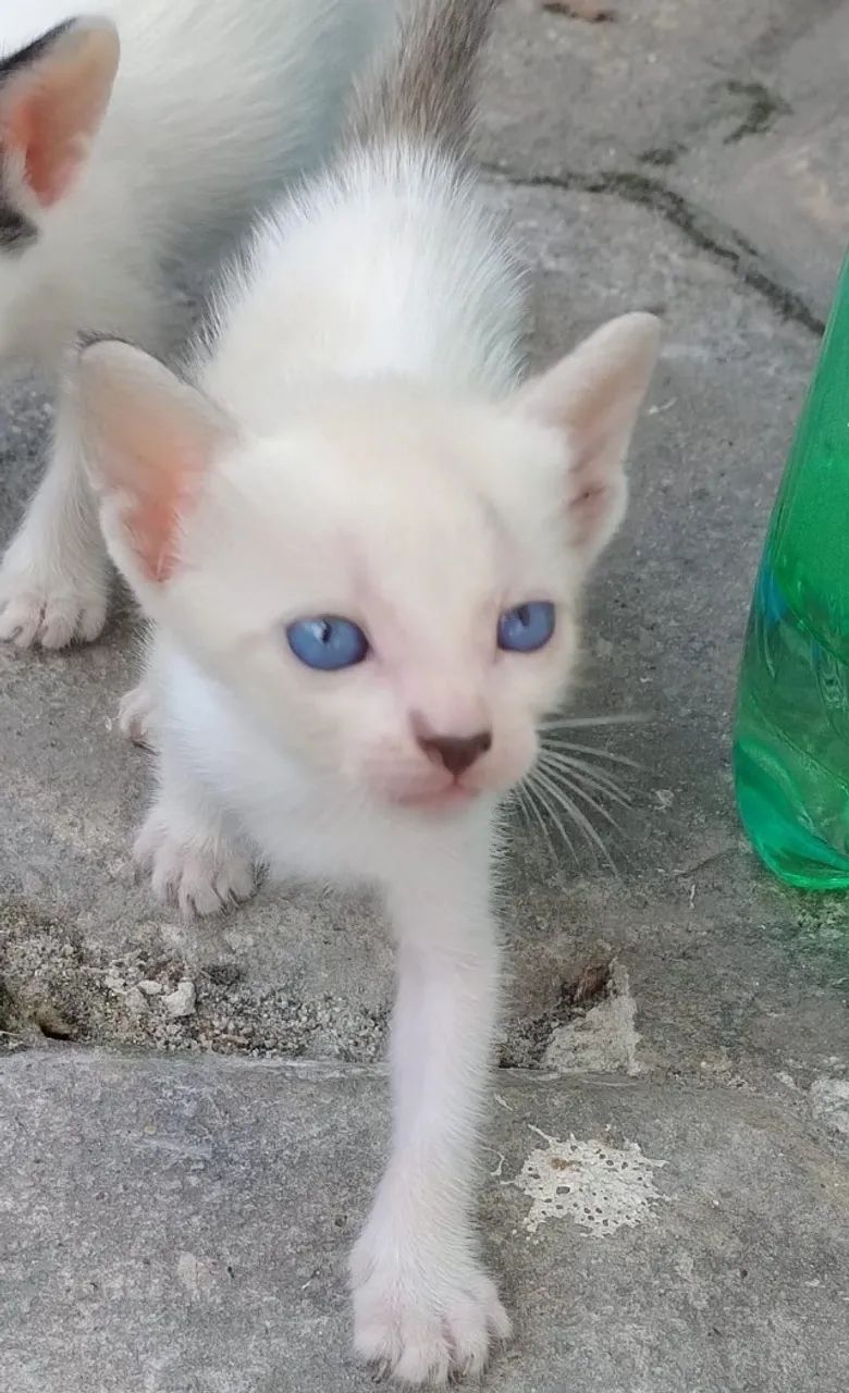 Gatinhos  - Foto 3