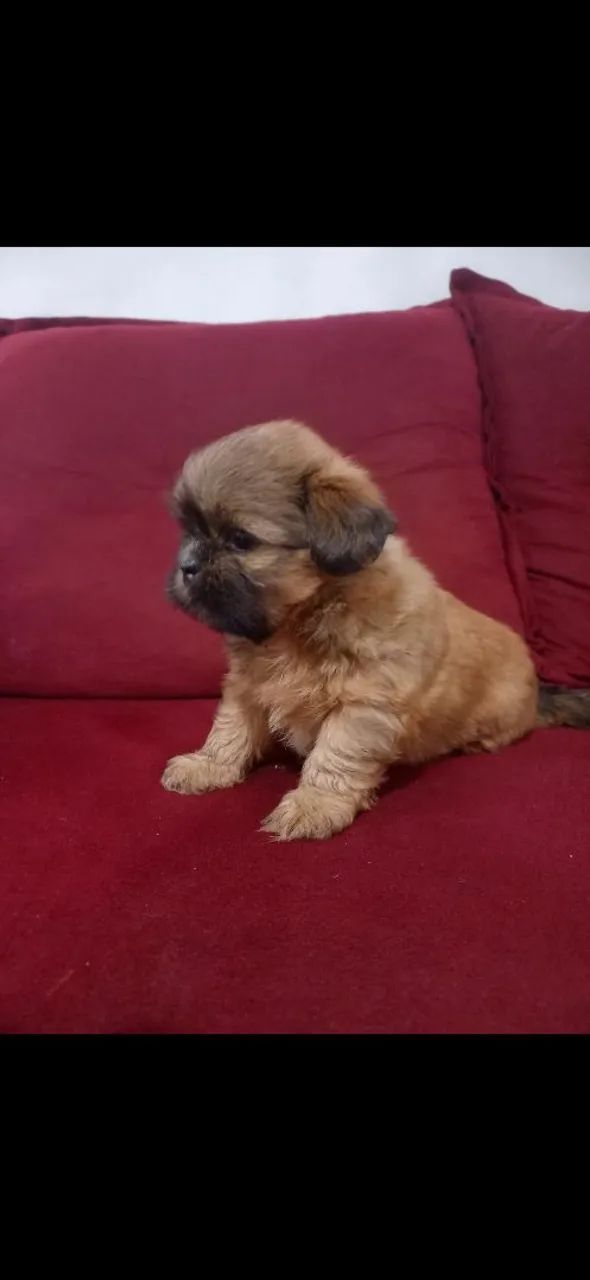 Lhasa Apso - filhotes - Foto 4