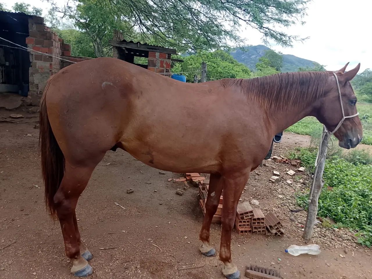 Potro a venda  - Foto 2